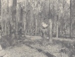 Measuring Trees at Charlton Plantation by PHO.ONF0598.40