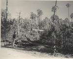 Unidentified Man Inspecting Young Pine Growth by PHO.ONF0598.68