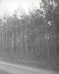 Dirt Road Through Forest by PHO.ONF0598.70