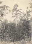 Unidentified Man in Forest Clearing by PHO.ONF0602