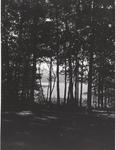 View of Lake Ouachita Through the Trees by PHO.ONF0606.04