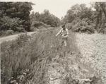Examining Plantings along Alum Fork Road by PHO.ONF0611.02