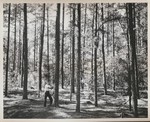 Caddo District Shortleaf Pine Stand by PHO.ONF0965