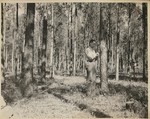 Caddo District Ranger Nicholas S. Kmecza Measuring Tree by PHO.ONF0963